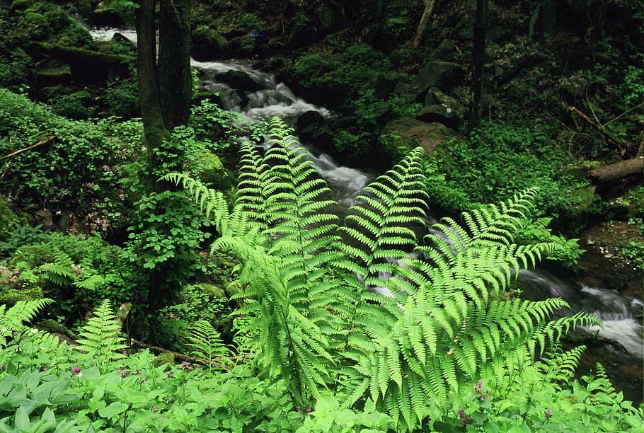 Fern, Plant, Flora, Forest, Bach, Idyll, nature, green color HD wallpaper