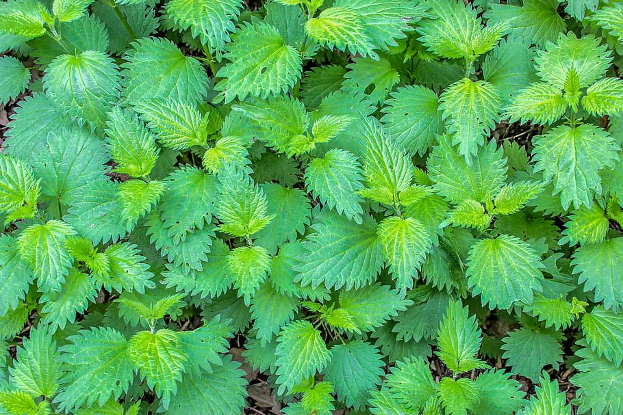 green leaf plants during daytime, nature, stinging nettle, herbs, HD wallpaper