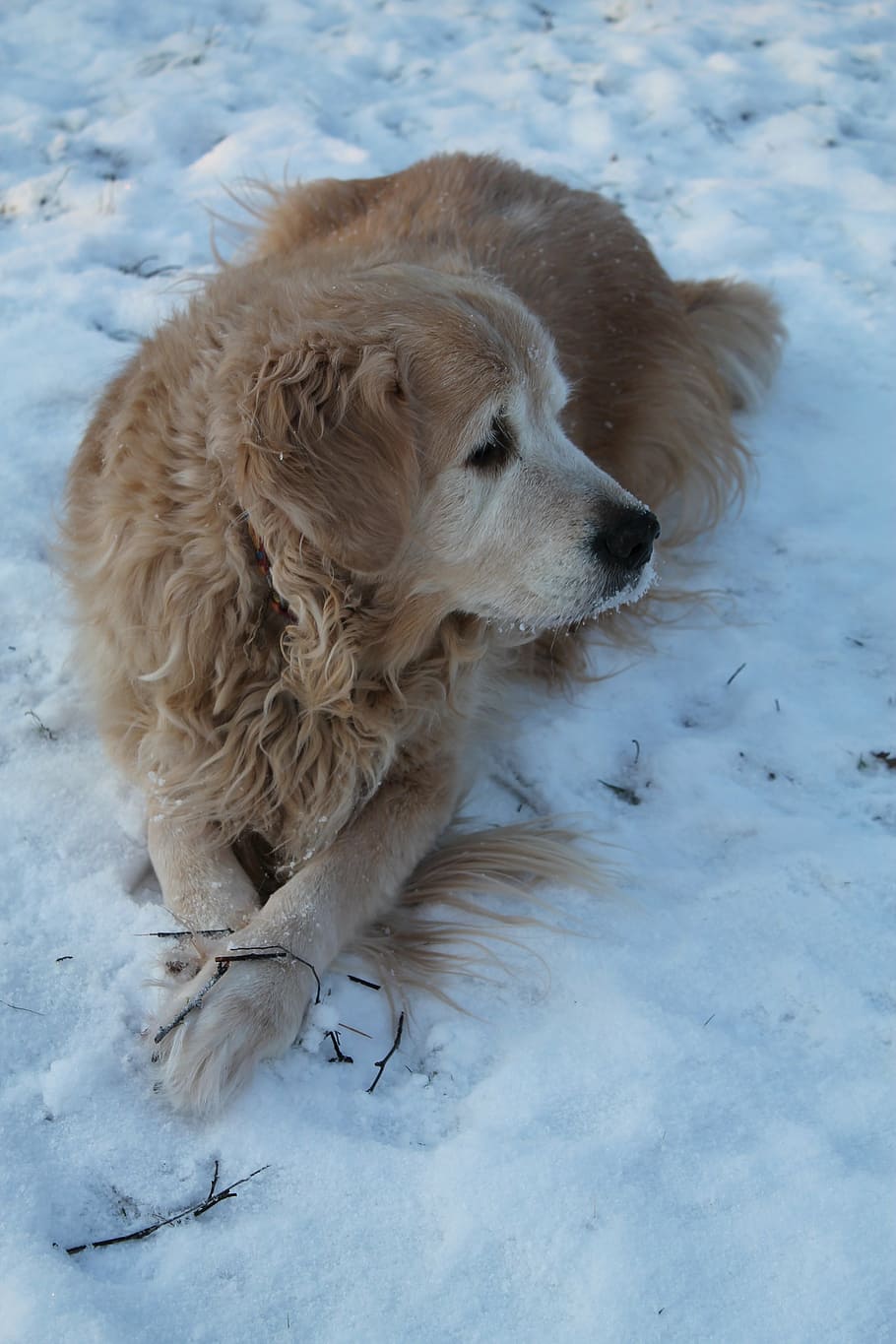 snow, dog, cold, canine, animal themes, one animal, pets, domestic HD wallpaper