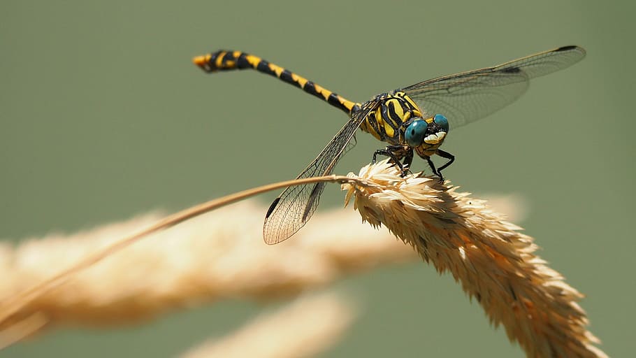 close up photo of yellow and blue dragonfly perched on pampas leaf HD wallpaper
