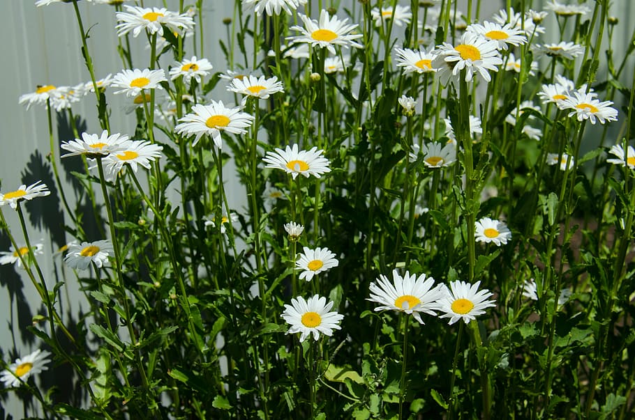 chamomile, flowers, daisy, white, closeup, bloom, june, garden HD wallpaper