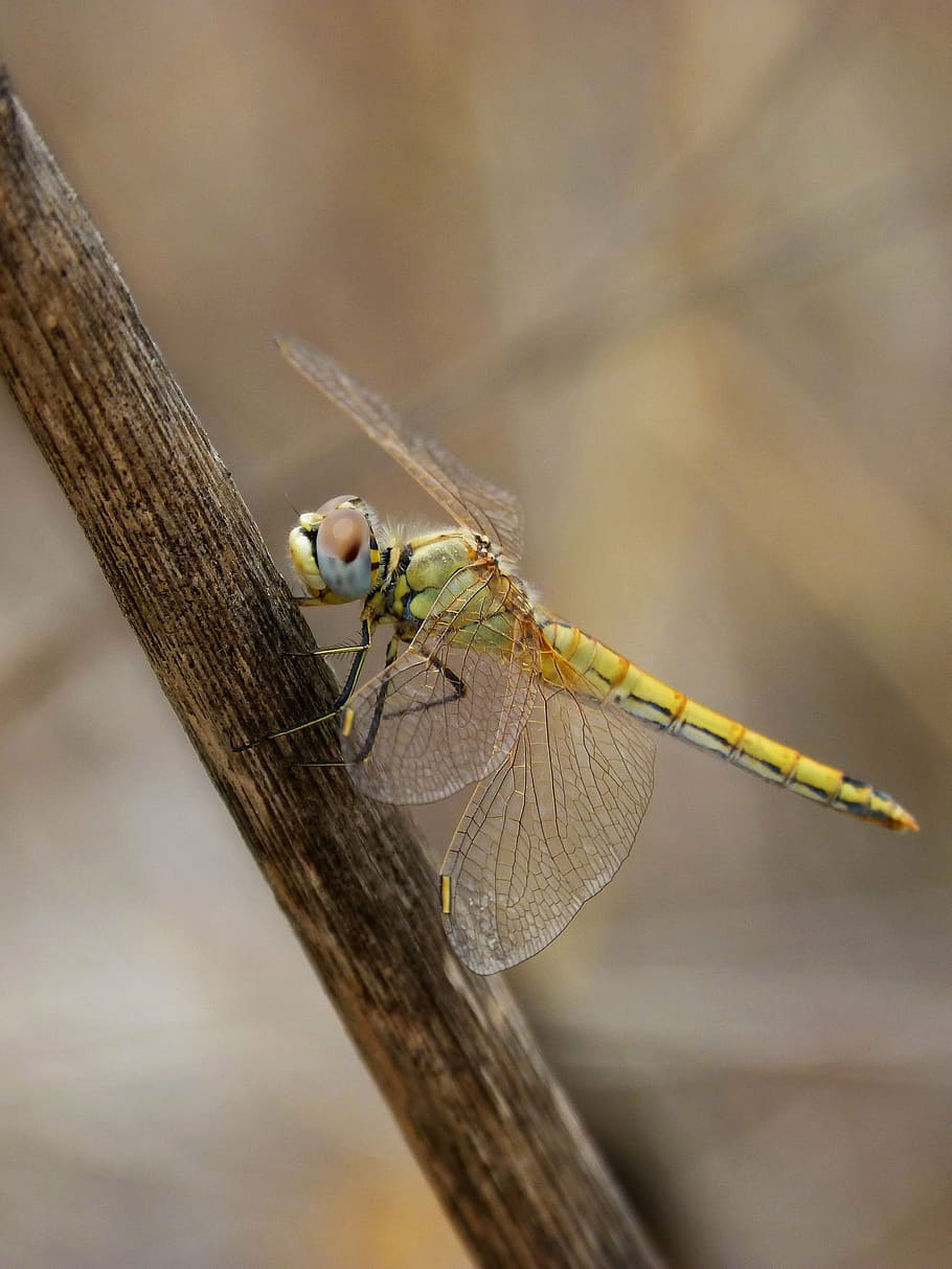 dragonfly, yellow dragonfly, cane, libellulidae, libelulido HD wallpaper
