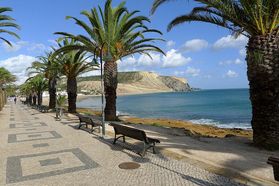 plan tree, algarve, beach, palm tree, sea, day, travel destinations HD wallpaper