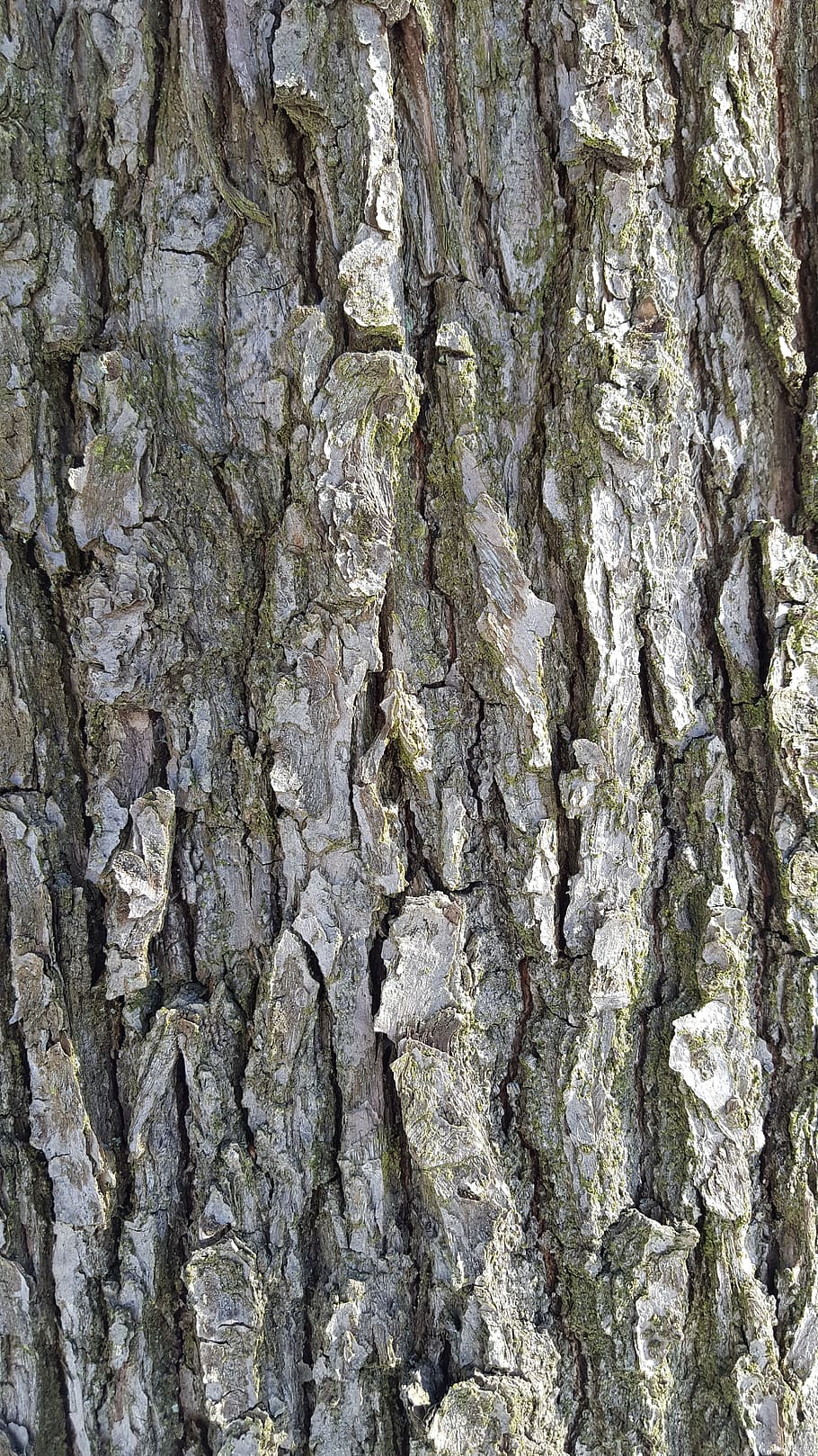 bark, background, tree, wood, full frame, backgrounds, textured HD wallpaper