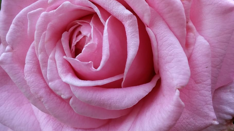 HD wallpaper: pretty, beautiful, pink, rose, big, nature, flower, petals |  Wallpaper Flare