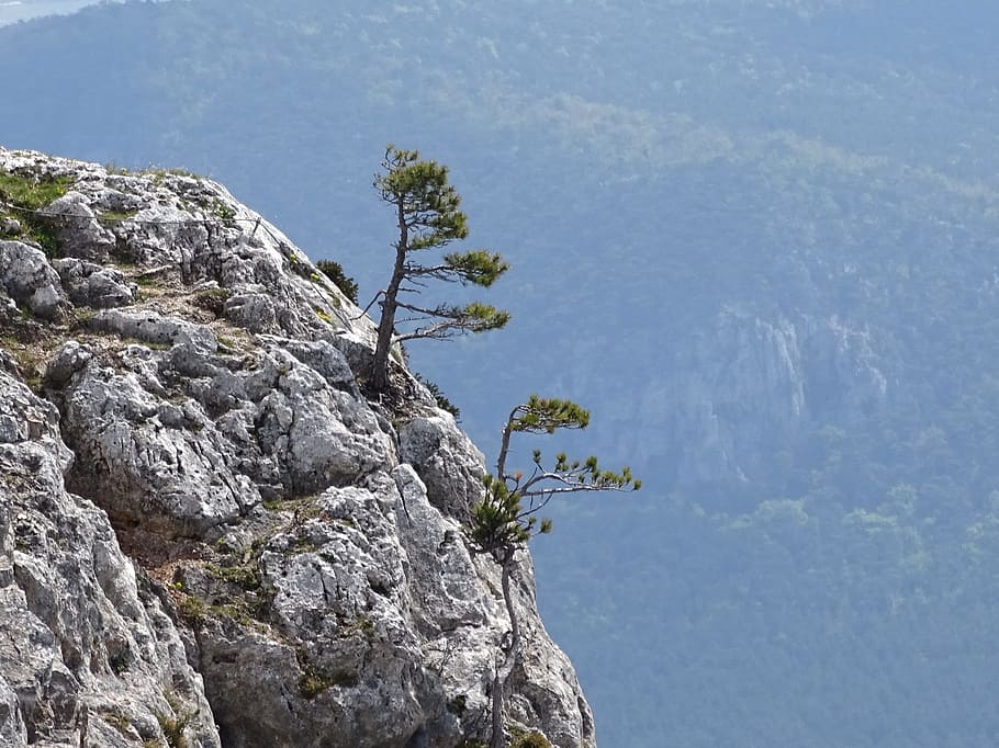 Pine, Nature, Landscape, cliff, mountains, austria, rock - object HD wallpaper