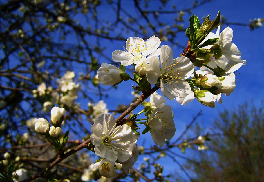 flowering cherry tree, blue sky, spring, plant, flowering plant HD wallpaper