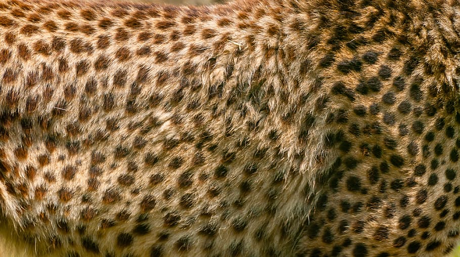black and brown fur, cheetah, animal skin, wildlife, camouflage, HD wallpaper