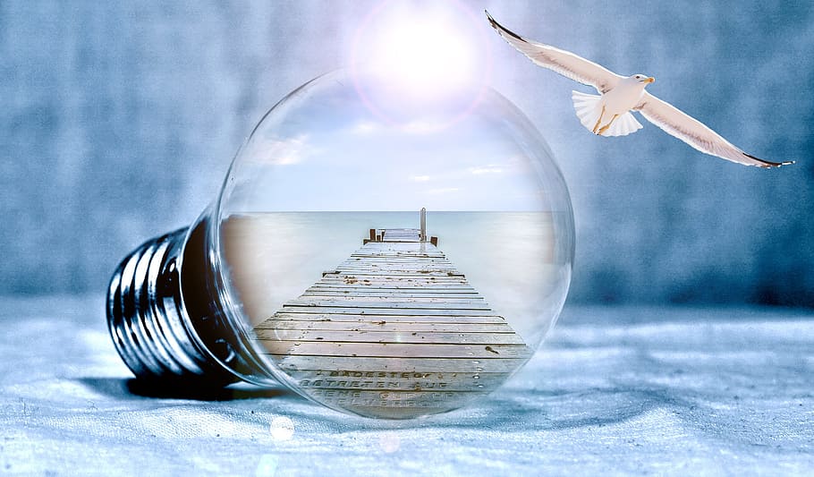 clear light bulb near seagull, web, dom, fly, pear, thread HD wallpaper