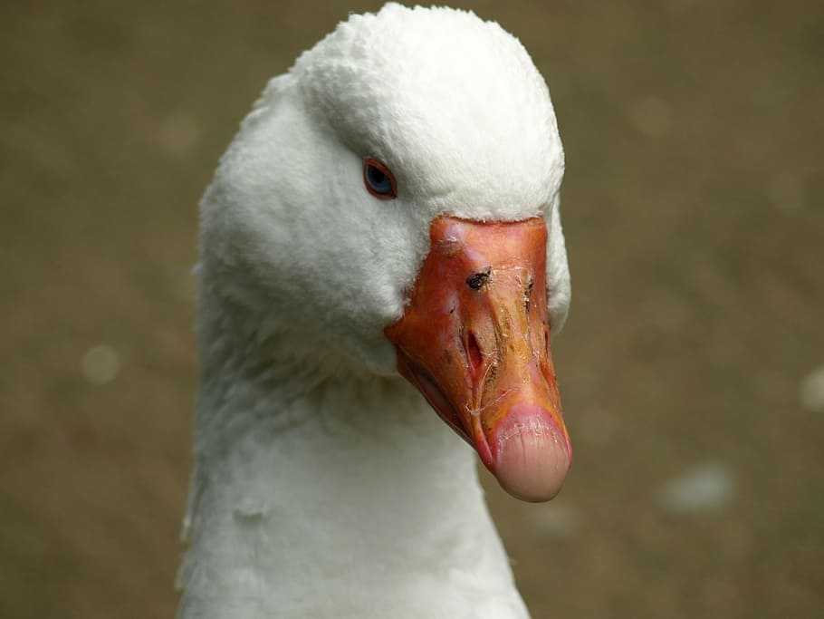 goose, head, bill, portrait, one animal, vertebrate, bird, animal themes HD wallpaper