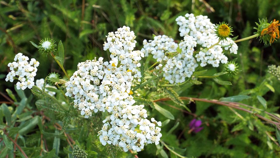 nature, flower, flora, leaf, summer, flowering plant, beauty in nature HD wallpaper