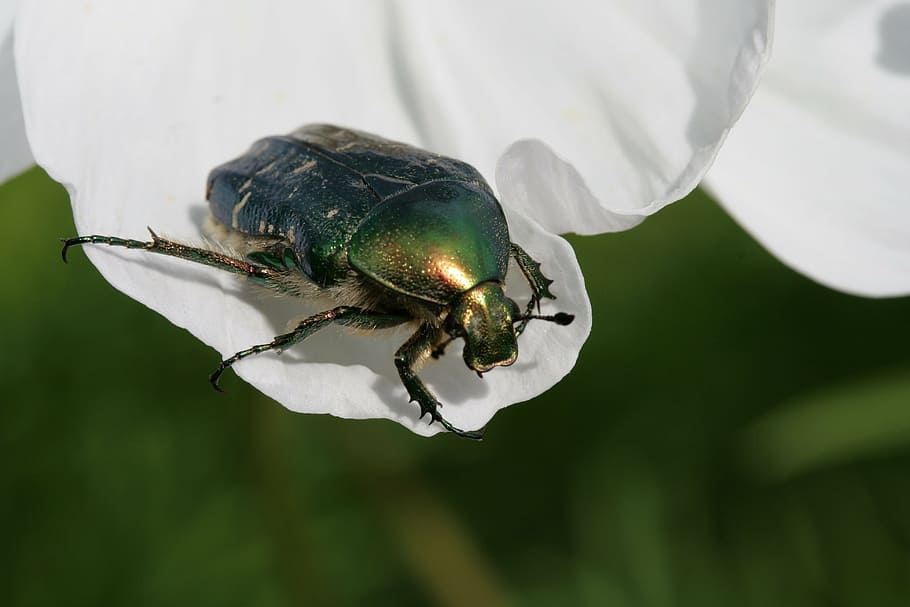 rose beetle, insect, blossom, bloom, crawl, green, close, nature HD wallpaper