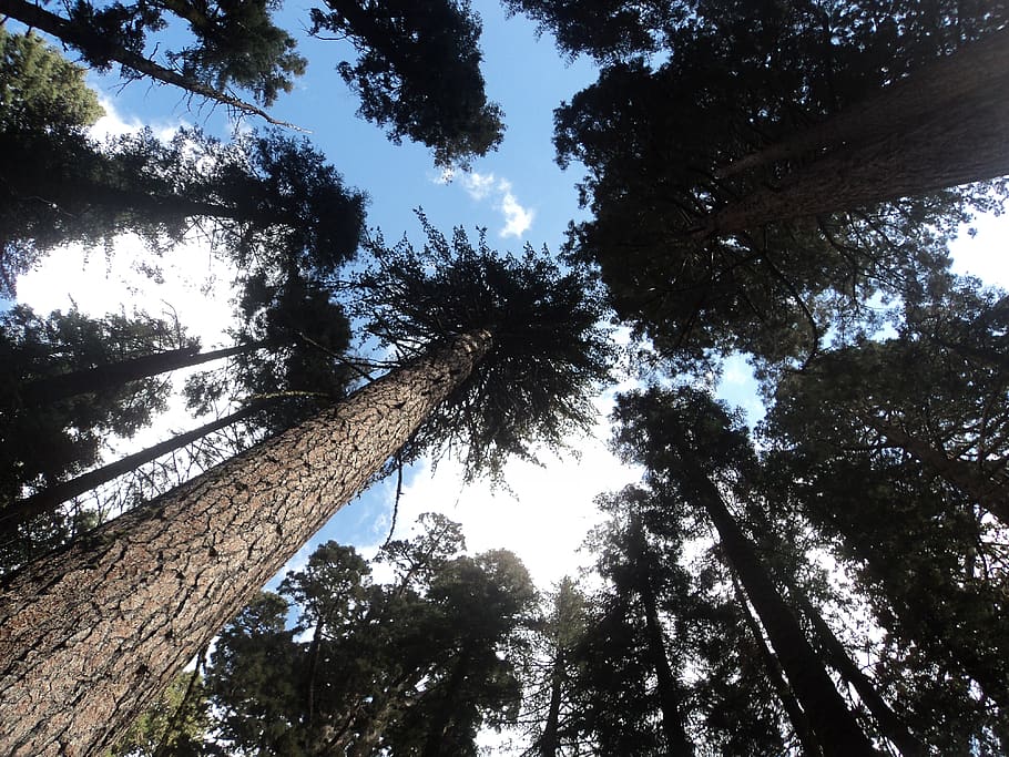 trees, lighting, forest, plant, low angle view, growth, sky HD wallpaper