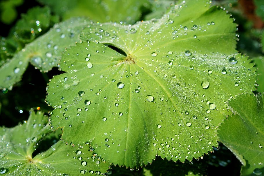 leaf, plant, green, macro, drop of water, rain, sparkle, wet HD wallpaper