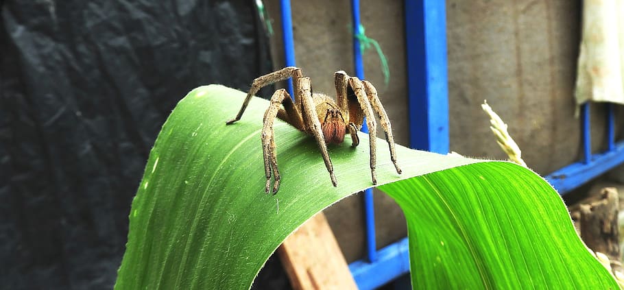 nature, garden, spider, leaf, guatica, animal wildlife, invertebrate HD wallpaper