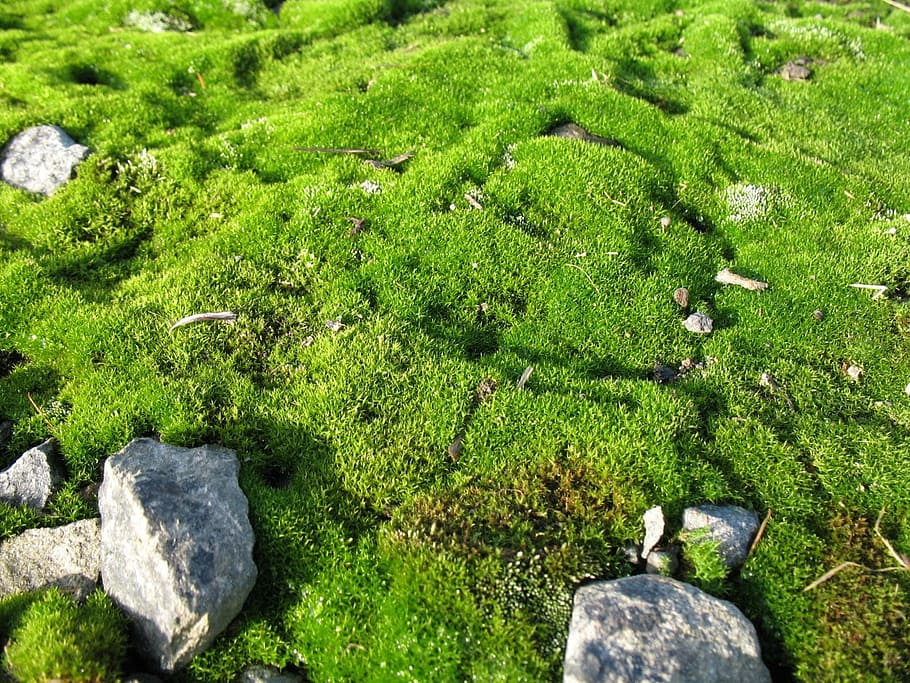 moss, stones, rock, detail, macro, close, up, green, nature HD wallpaper