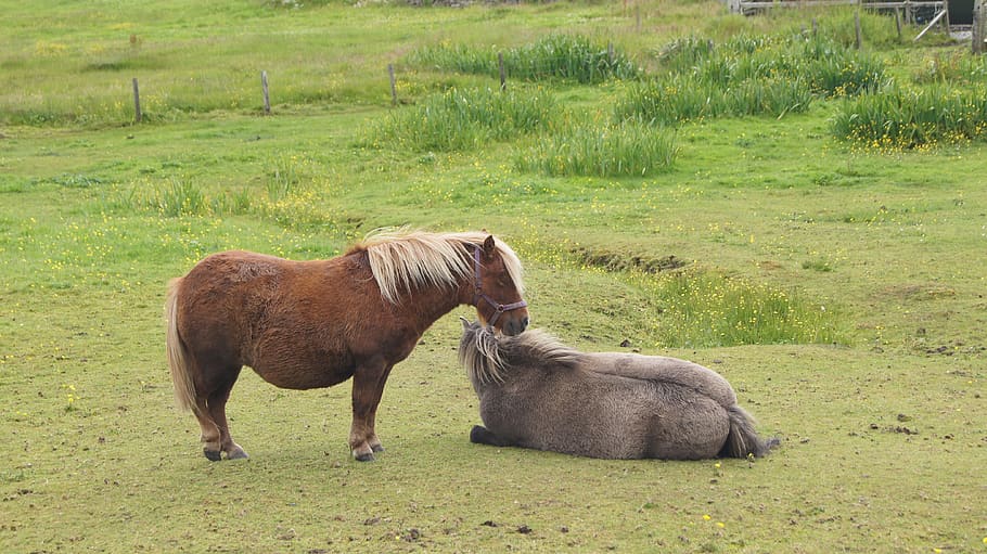 shetland pony, two ponies, graze, rest, mammal, animal, animal themes