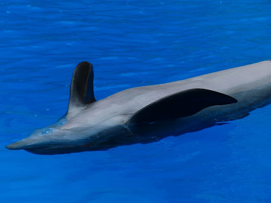 dolphin, animal, backstroke, rest, concerns, meeresbewohner HD wallpaper