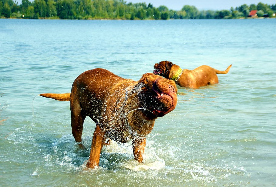 bordeaux, dog, dogue, water, muddy, lake, bathing, puppy, nature, HD wallpaper