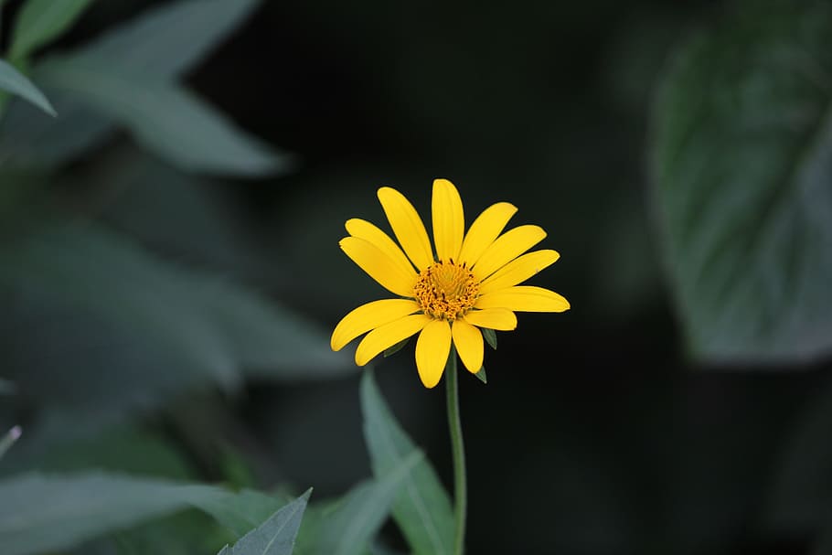 bloom, summer, sunflower, flowering plant, yellow, freshness HD wallpaper