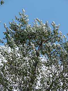 leaves, silver, populus alba, tree, poplar, white poplar, grazing greenhouse HD wallpaper