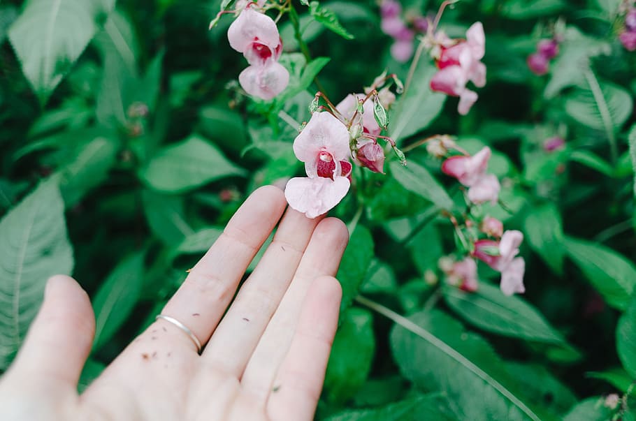 Rose hip flower, nature, human Hand, plant, women, close-up, people HD wallpaper