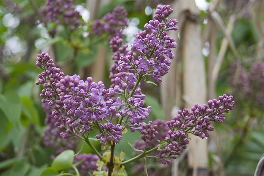 Flowers, Nature, Spring, purple, lavender, scented, plant, day HD wallpaper