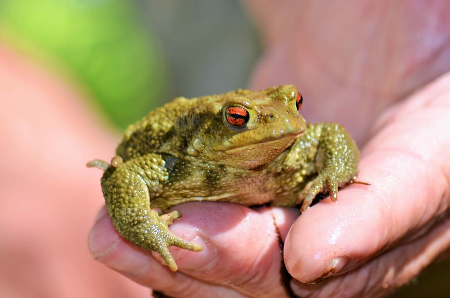 Toad, Frog, Water, Nature, gerardo, animal, amphibian, animals HD wallpaper