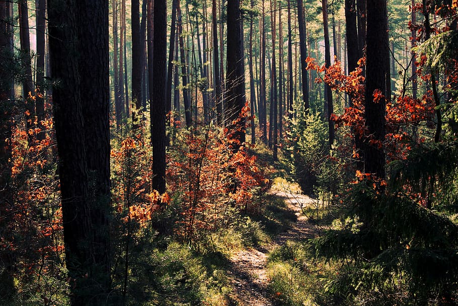 pathway in the middle of forest, light, nature, color, mood HD wallpaper