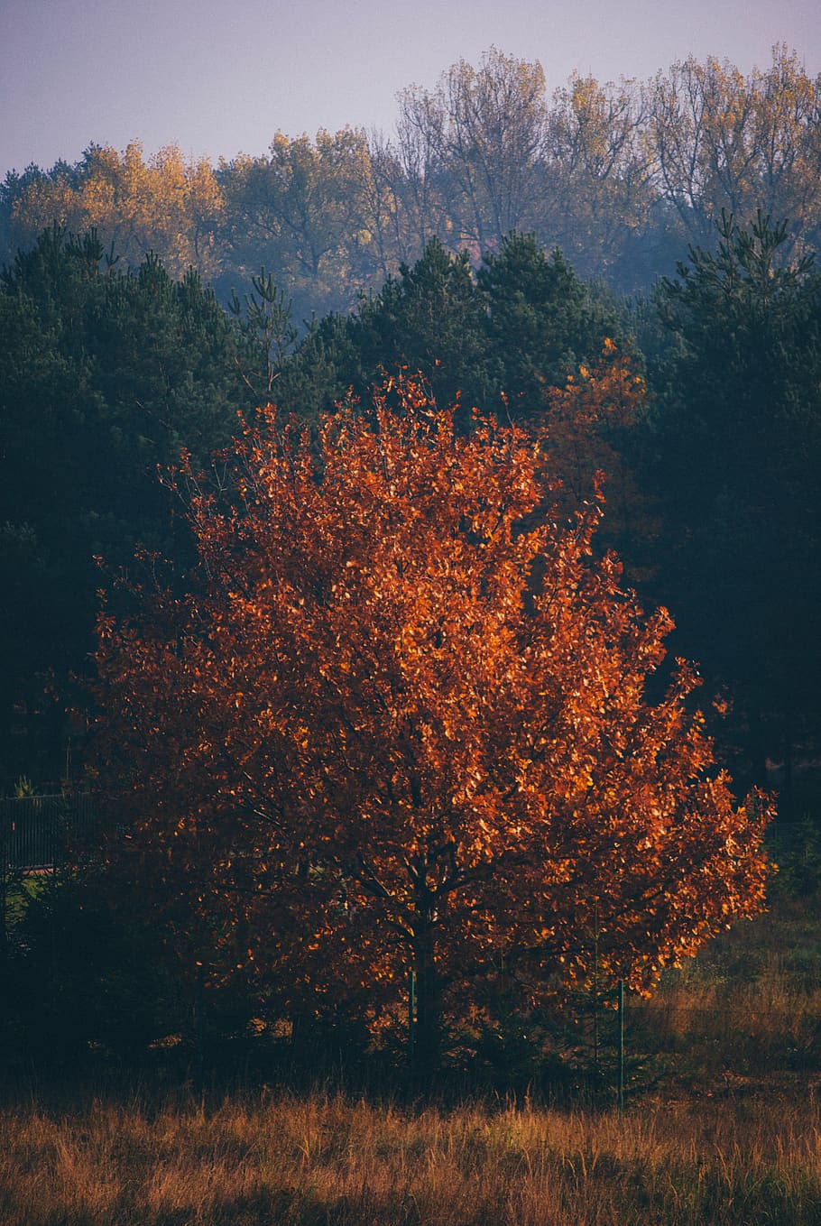 trees, forest, woods, grass, nature, fall, plant, autumn, tranquility HD wallpaper