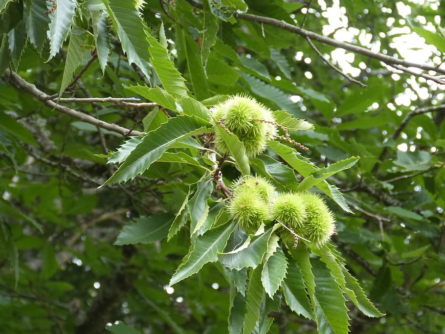 bug, chestnut, nature, plant, green color, growth, leaf, plant part HD wallpaper