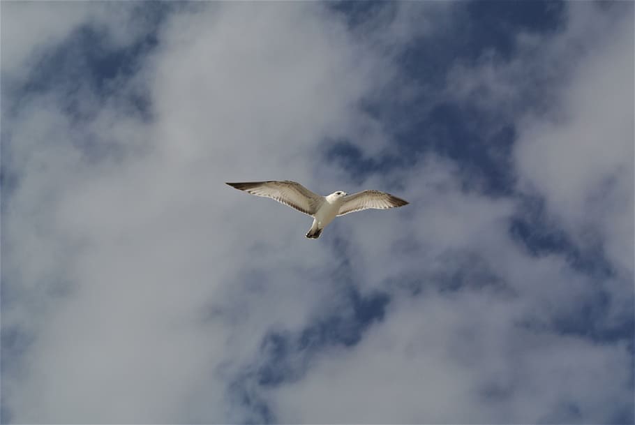Bird, Soaring, Cloudscape, Air, sky, blue, animal themes, one animal HD wallpaper