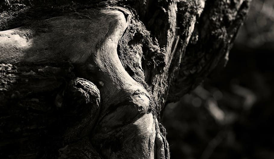 tree, bark, forest, log, nature, wood, tribe, plant, tree trunk HD wallpaper