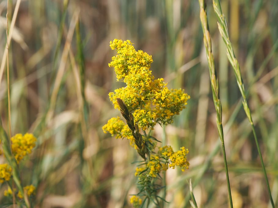 Yellow, Summer, Sun, Sun, Flower, Blossom, bloom, garden, yellow flowers HD wallpaper