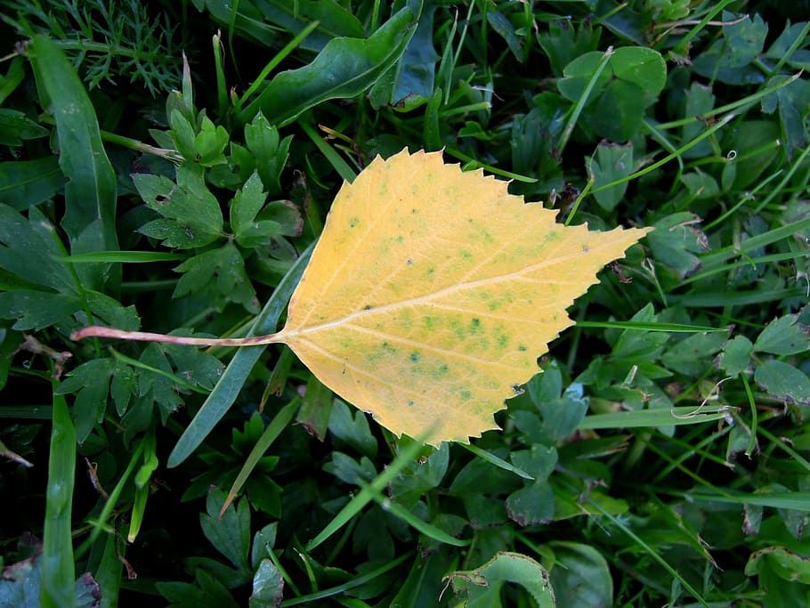 Leaf, Yellow, Foliage, Nature, Autumn, green, colorful leaves HD wallpaper