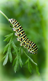 caterpillar, dovetail, close, insect, invertebrate, one animal HD wallpaper