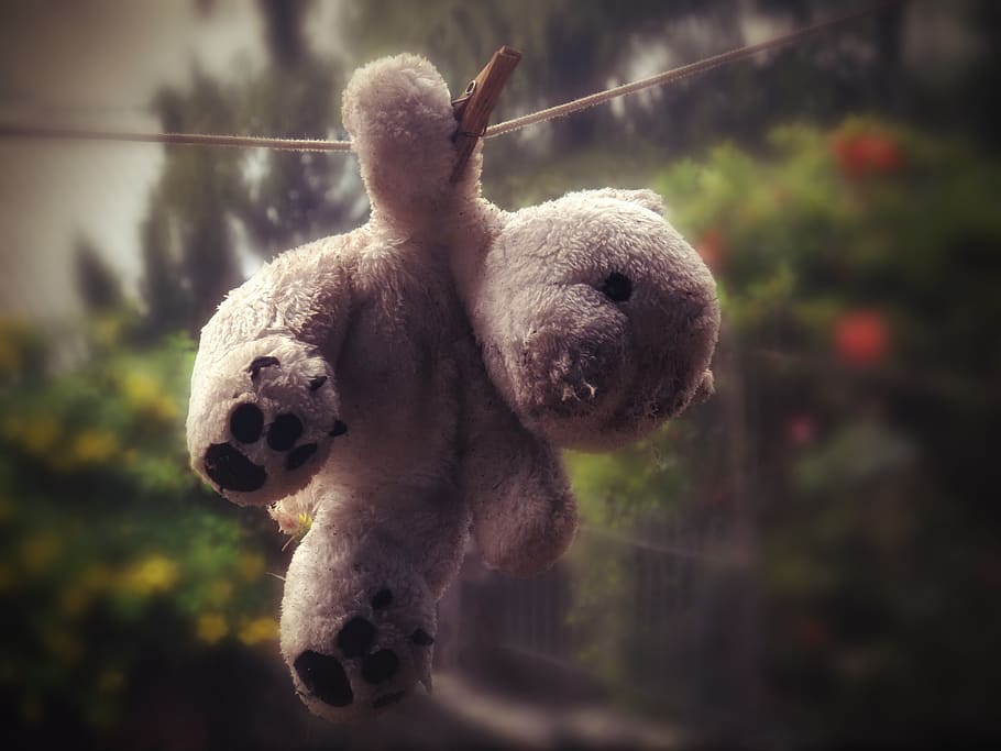 teddy bear, clothes line, drying, spring, plush, washed, clothespin HD wallpaper