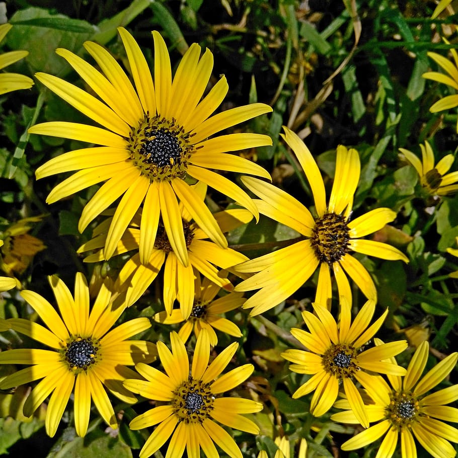 flower, daisy, flowers, spring, yellow, daisy flower, margaret wild HD wallpaper