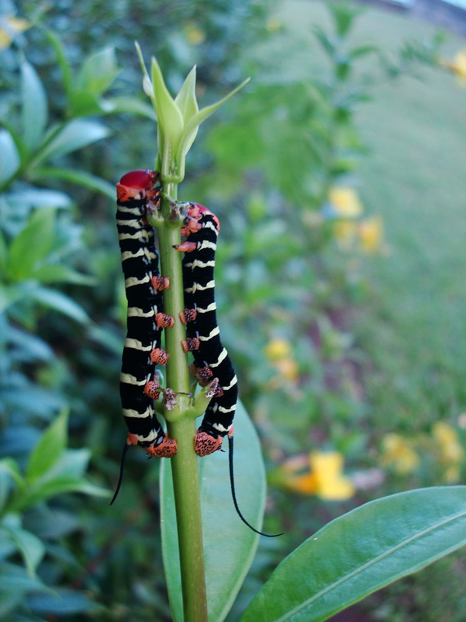 caterpillar, nature, insect, plant, plant part, leaf, growth HD wallpaper