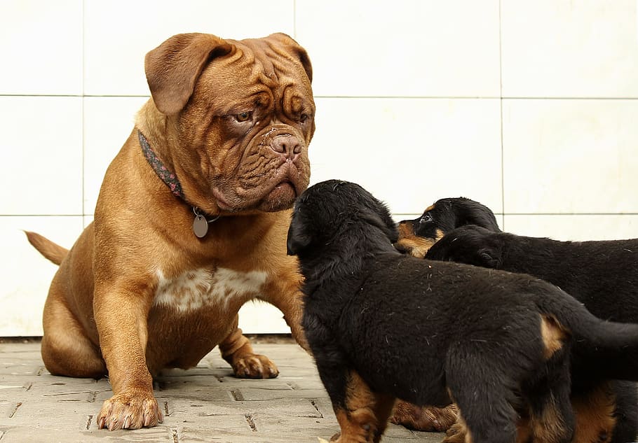 short-coated dog in front of Rottweiler puppies, Puppy, Background