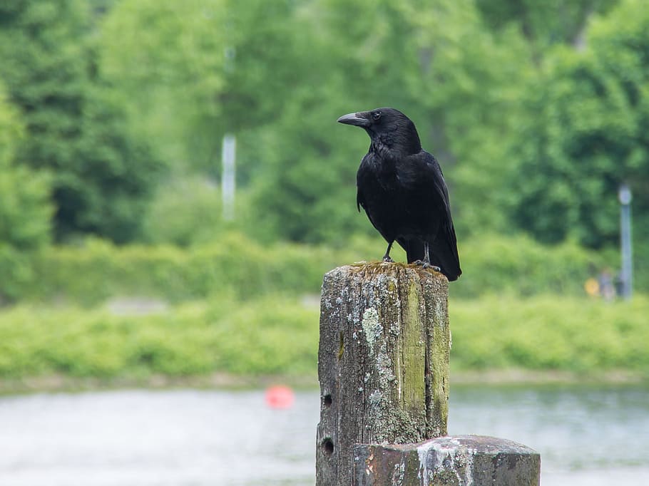 animals, birds, crow, animal themes, one animal, animal wildlife HD wallpaper