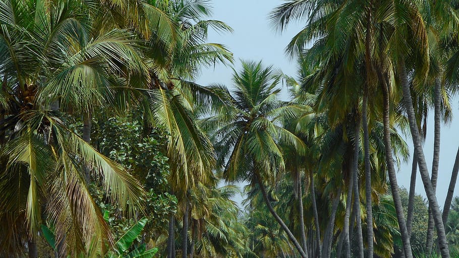 nature, landscape, coconut, tree, growth, plant, palm tree HD wallpaper