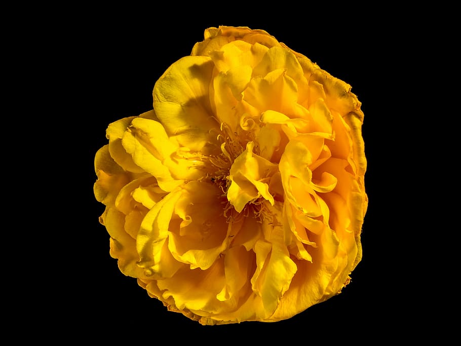 blossom, bloom, flower, yellow, petal, nature, rose - Flower HD wallpaper