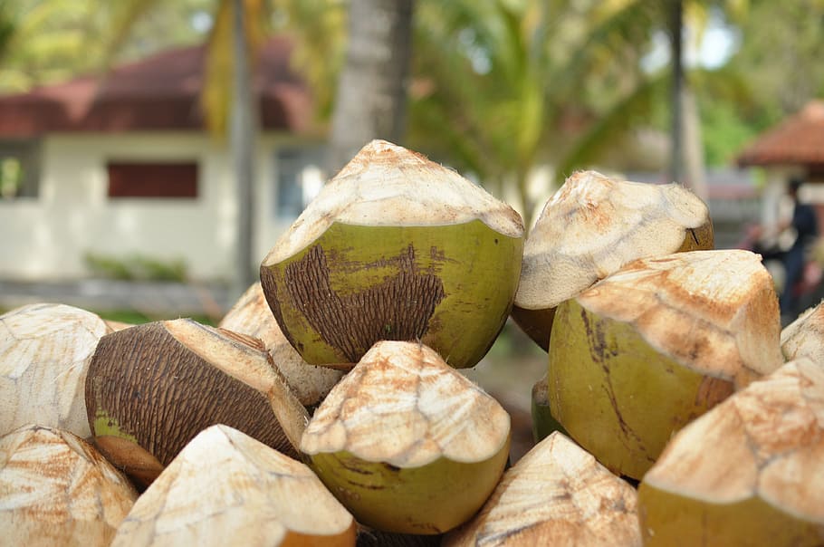 coconuts, resort, drinks, focus on foreground, close-up, no people HD wallpaper