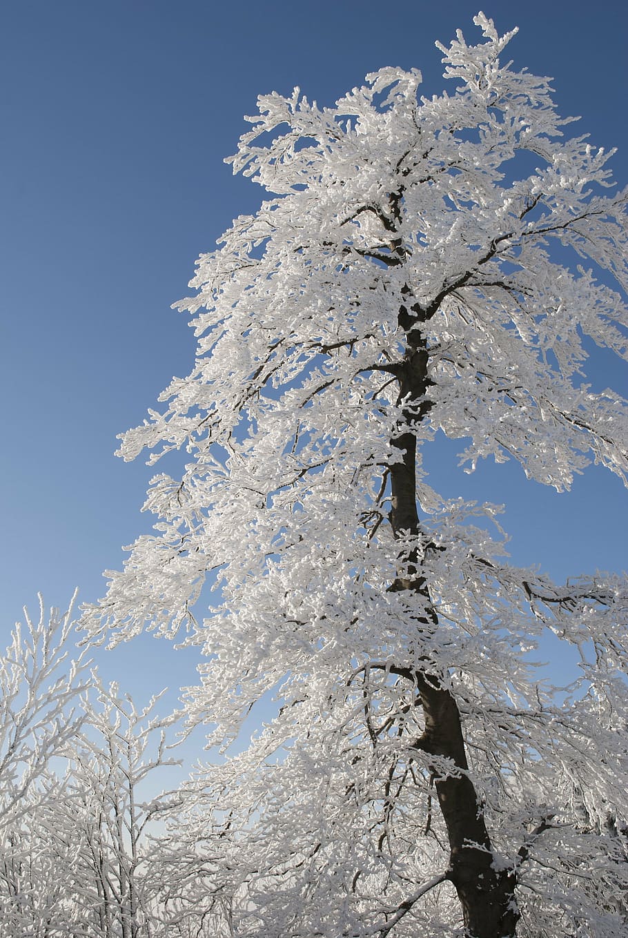 long angle view of tree with coated snow, winter, nature, white HD wallpaper