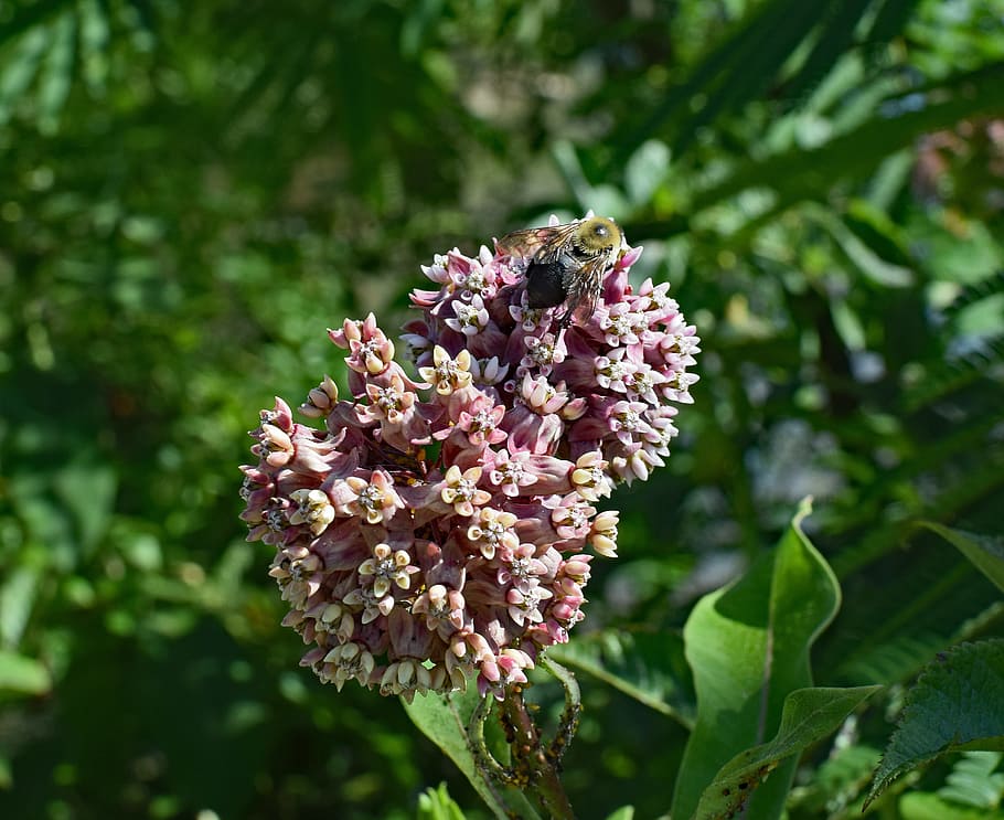 Milkweed, Bee, Flower, milkweed with bee, blossom, bloom, plant, HD wallpaper