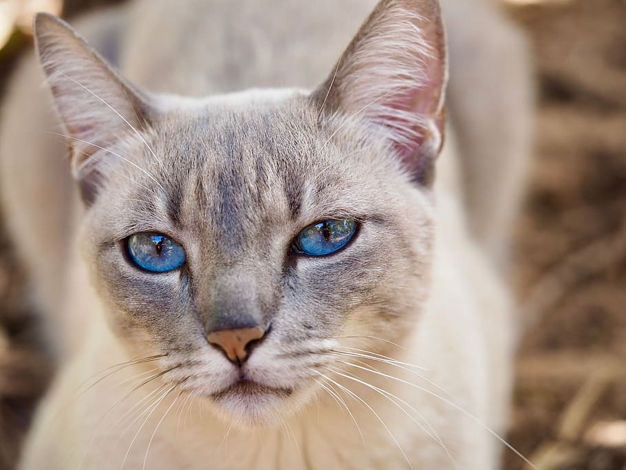 selective focus photography of short-haired brown cat, feline