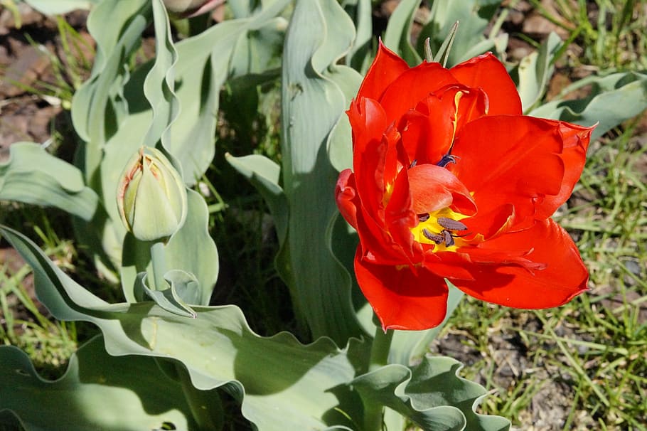 tulip, red, bloom, flower, spring, nature, blossom, plant, garden HD wallpaper