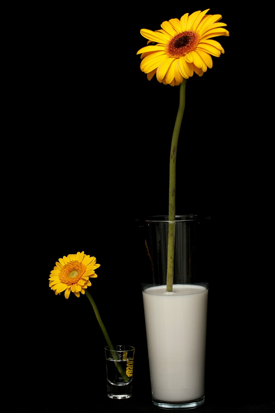 daisy, milk, yellow, spring, macro, studio, colors, flower HD wallpaper