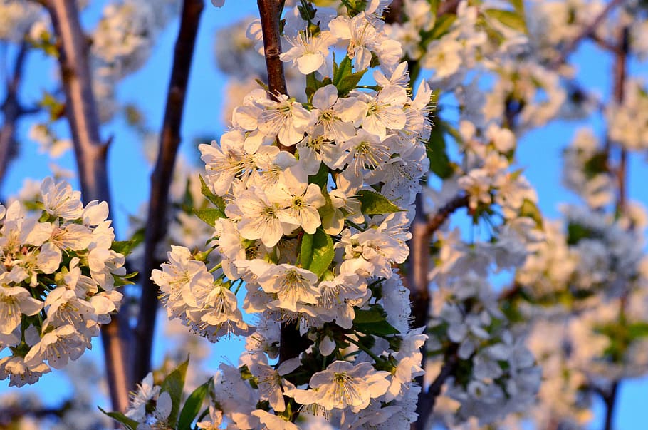 flower, spring, spring flowers, cherry, tree, nature, springtime HD wallpaper